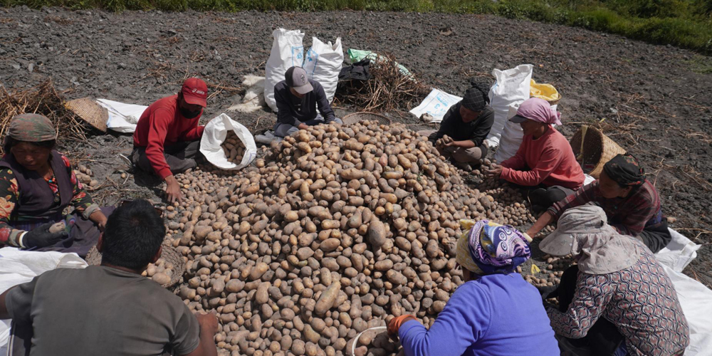 Mustang sells potatoes worth Rs 628 million